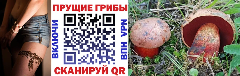 Купить где  Свободный  Псилоцибиновые грибы мицелий 